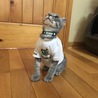 Ｔシャツ作ってもらったよ！