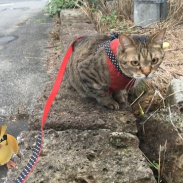 カメラを向けるとちゃんとカメラ目線するのが裏目に…ポッポいるんだけどぉ