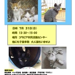 猫がいた夏～暑い夏をもっと熱く！！おぶねこ譲渡会だぞっ