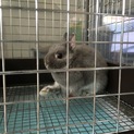 血統書付きネザーランドドワーフ
