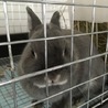 血統書付きネザーランドドワーフ サムネイル2