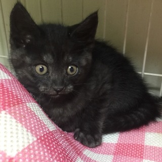 びっくり顔のブラックスモーク子猫　生後２ヶ月