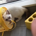 シャム柄兄弟を助けてください！