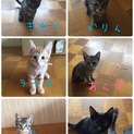 甘えん坊6匹