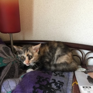 綺麗なサビ猫ちゃん