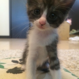 里親募集‼︎キュートなメス猫です