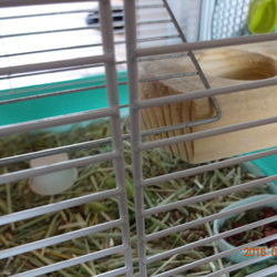 こたろう、反抗する。