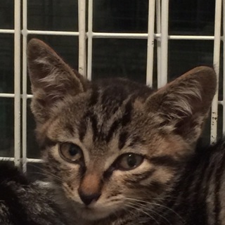 頭頂がチャームポイントの、ザビエちゃん♪