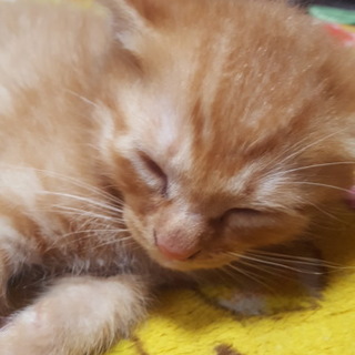 子猫里親募集中！