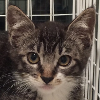 気品あるキジ白子猫ちゃん、ハイソちゃん♪