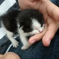 子猫 里親募集中