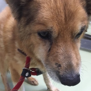 この子を助けてやってください！