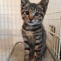 キジトラの子猫ちゃん