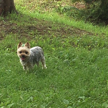 アズキが天国へ旅立って落ち込んでるロッキーを主人が草原へ連れて
