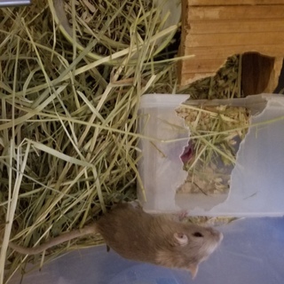 カラージャービル　オス2メス2引き取り願います。