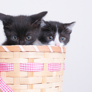 人馴れバツグン！姉妹猫　りんとあかね