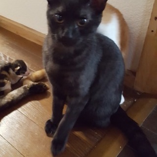 ｢トラ｣里親募集中！