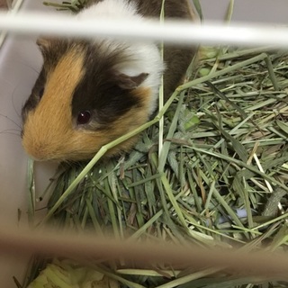 モルモット♂3ヶ月