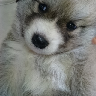 可愛い男の子です！