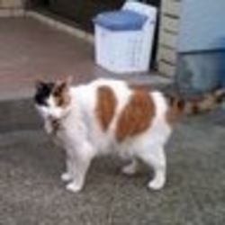 「ほんとうは好き(な柄)じゃないのよ」サムネイル1