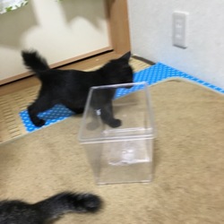 「ほんとうは好き(な柄)じゃないのよ」サムネイル2