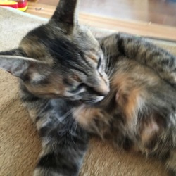 「ほんとうは好き(な柄)じゃないのよ」サムネイル3