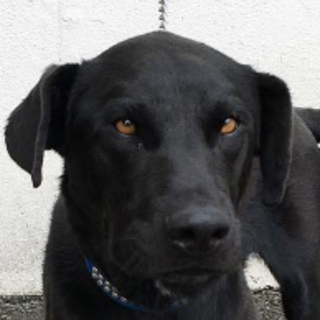 熊本被災犬　モモちゃん