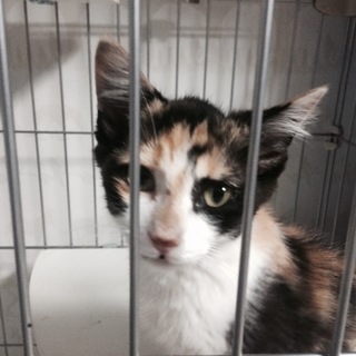 ３か月の濃い三毛ちゃんです。スリスリゴロゴロです。