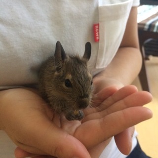 デグーのベビー♀