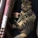 可愛くて懐っこいオス猫去勢済埼玉