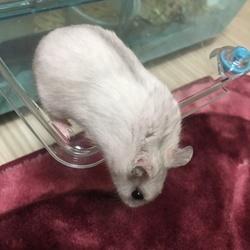 ちろたん すきあらば脱走試みる