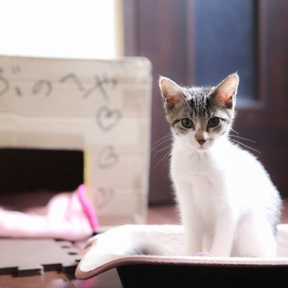 らぶのカバー写真