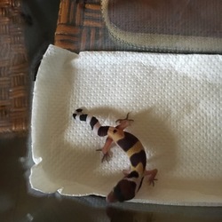 「待ちに待った孵化(^ ^)」サムネイル2