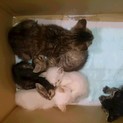 子猫達の里親になってくれる方を探しています。