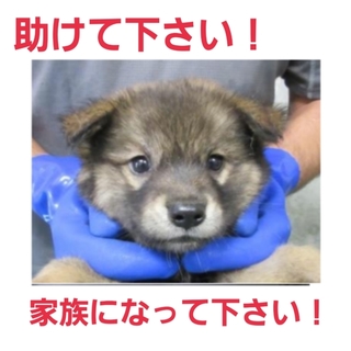 小さな命です!どうか助けて下さい①