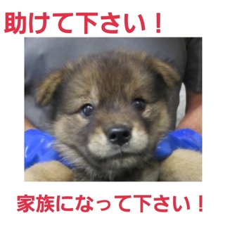 小さな命です!どうか助けて下さい②