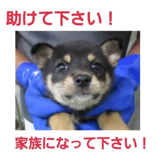 小さな命です!どうか助けて下さい③