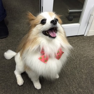 パピヨン♂里親募集中