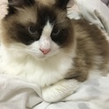 ラグドール8歳オス猫