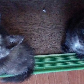 小さいこねこの家族になってください！