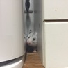 呼ばれて出てくるうまる。