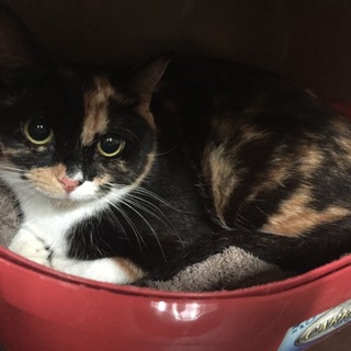 マンチカン１歳♀