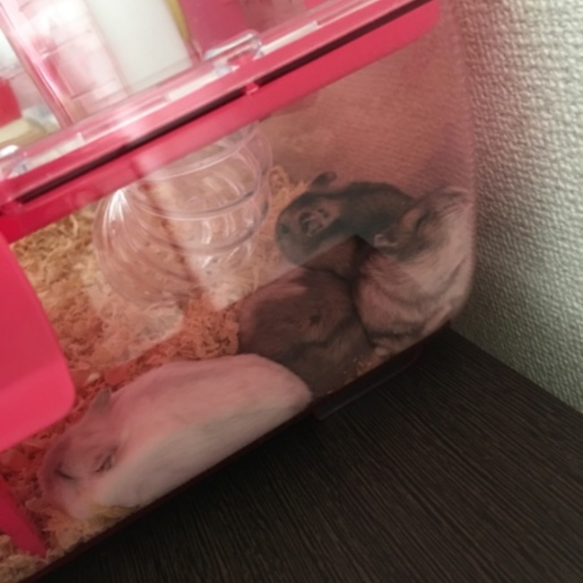 しふぉんたるとのカバー写真