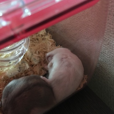 ちょっとお間抜けお顔