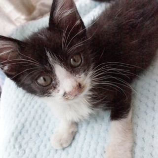 キャラ勝ち！わんぱく推しニャン"くまモン"！