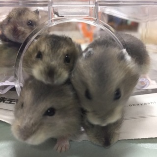 ジャンガリアン(ノーマル)☆7月4日生まれ