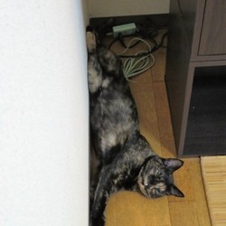 「暑い！！」サムネイル1