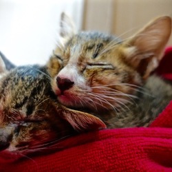 「アホすぎる動画」サムネイル2