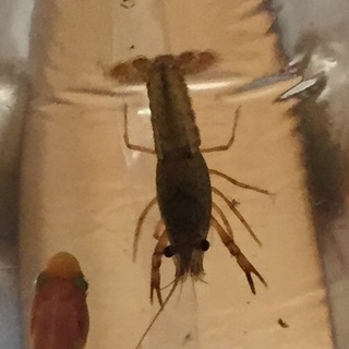 ザリガニの赤ちゃん育てて頂ける方、お願いします。