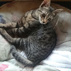 「雅(みやび)、初めてのシャンプー」サムネイル1